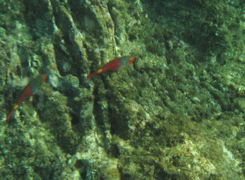 Sparisoma cretense da Pantelleria